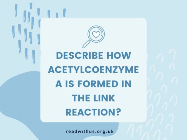 Describe How Acetylcoenzyme A Is Formed In The Link Reaction?