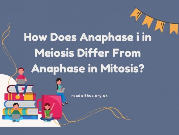 How does anaphase i in meiosis differ from anaphase in mitosis?