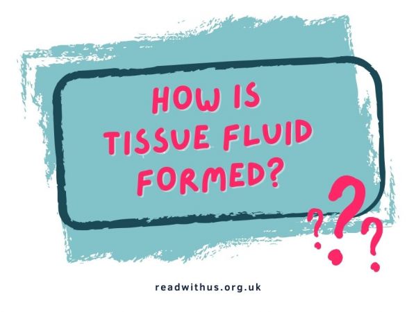 How Is Tissue Fluid Formed?