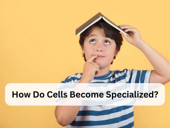 How Do Cells Become Specialized?