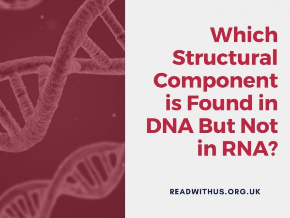 What are the rungs of the DNA ladder made of?