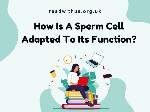 How Is A Sperm Cell Adapted To Its Function?