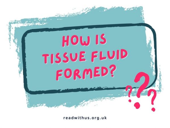 How Is Tissue Fluid Formed?