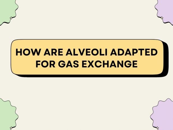 How Are Alveoli Adapted For Gas Exchange?