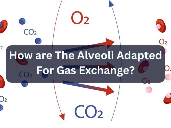 How are the alveoli adapted for gas exchange?