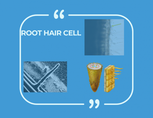 Root Hair Cell: Structure, Function, and Importance in Plant Growth