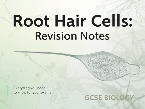 Root Hair Cells Revision Notes: Everything You Need to Know for Exams