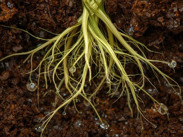 What Are Root Hair Cells and Why Are They Important in Plants?