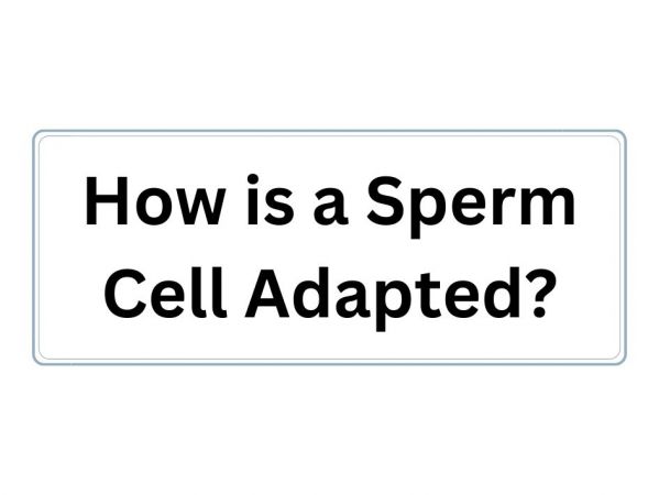  How Is A Sperm Cell Adapted?